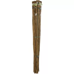BAMBOO bambusz termesztő karó - bambusz 1,5 m