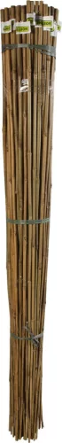 BAMBOO bambusz termesztő karó - bambusz 1,5 m