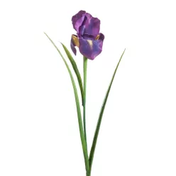Írisz 381 Ibolyalila